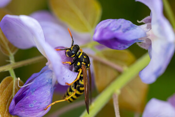  Gallische Feldwespe (Polistes dominula),  auf  den Blüten der Wisteria