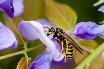  Gallische Feldwespe (Polistes dominula),  auf  den Blüten der Wisteria