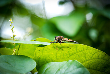 Fototapeta premium dragonfly on a green leaf