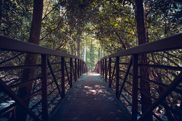 Fototapeta premium Bridge in the forest. Dark atmospheric photo.