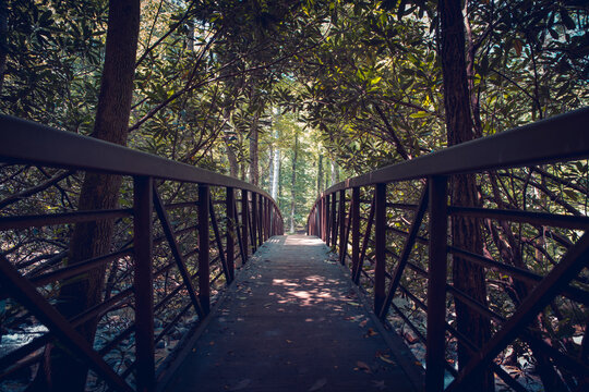 Bridge In The Forest. Dark Atmospheric Photo.