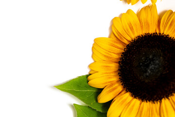 A closeup of a sunflower on a white background