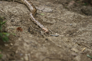 A python in the forest at Keoladeo Ghana National Park,bharatpur,rajasthan