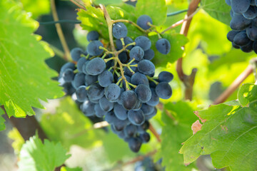 red grapes with green leaves