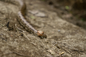 A python in the forest at Keoladeo Ghana National Park,bharatpur,rajasthan