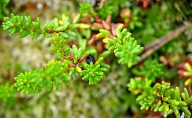 macro crowberry (Empetrum nigrum) at summer and sunny weather green background
