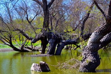 Fototapeta na wymiar árboles en pantano