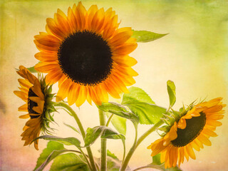 Sunflowers posed against a sunlit background