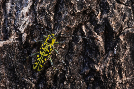 Colorful longhorn beetle Saperda scalaris on an Aspen bark in boreal forest of Estonia, Northern Europe. 