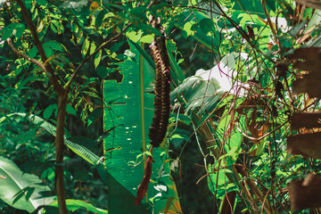 Manuel Antonio National Park, on Costa Rica’s central Pacific coast, rainforest, white-sand beaches and coral reefs. It’s  diversity of tropical plants and wildlife, white-faced capuchin monkeys 