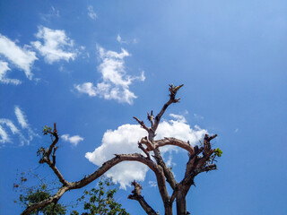 Bald branches tree againts blue sky.
