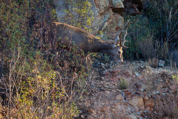 Deer in the Monfrague National Park. Spain.