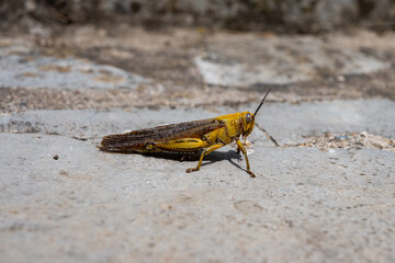 Yellow grasshopper on the ground