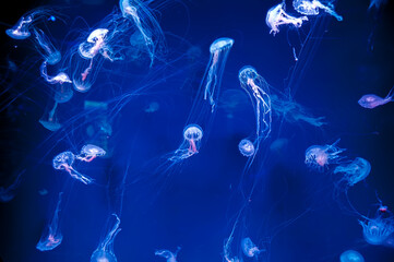 Amakusa jellyfishes in the water deep