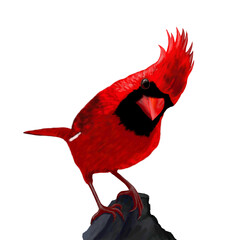 Red cardinal on white background