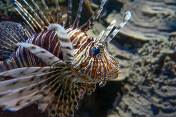 Lionfish in the aquarium photographed closely.