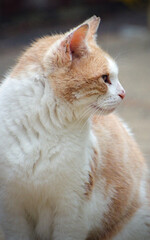 Ginger Cat Side Portrait