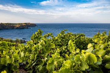 view of the sea from the vineyard