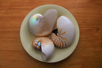seashells on a plate