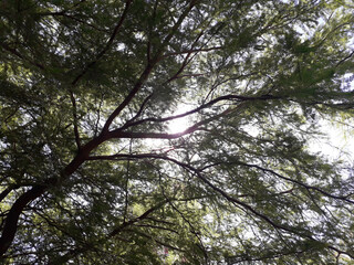 Fototapeta premium Native forest