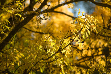 Natural autumn park backgorund, fresh yellow background with tree