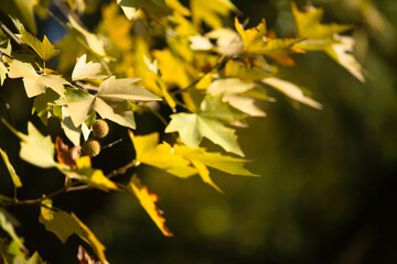 Natural autumn park backgorund, fresh yellow background with tree