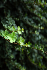 Natural green backgorund, fresh green tree background in park