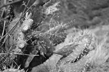 textura que ofrece la naturaleza 