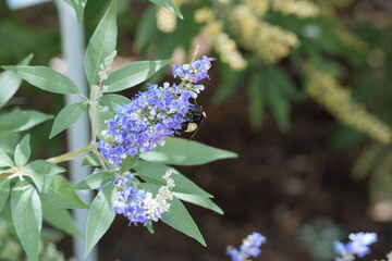 bumblebee collects nectar on blue flower