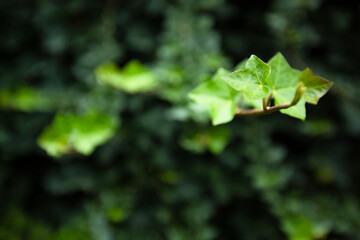Natural green backgorund, fresh green tree background in park