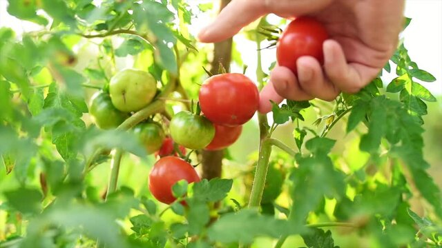 Picking tomatoes in the garden