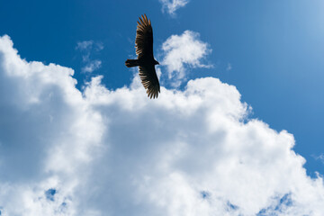 bald eagle in flight