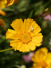 (Misumena vatia) Thomise variable ou araignée-crabe femelle avec son  bouclier céphalothoracique...