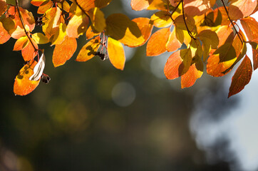 Natural autumn park backgorund, fresh yellow background with tree