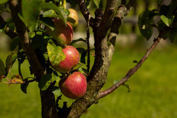 Ripe apples on the tree. Red apples under the southern sun.