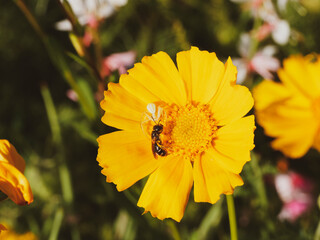 (Misumena vatia) Thomise variable ou araignée-crabe à l'affût, immobile sur une fleur jaune visitée par une abeille sauvage