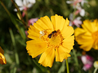 (Misumena vatia) Thomise variable ou araignée-crabe à l'affût, immobile sur une fleur jaune visitée par une abeille sauvage
