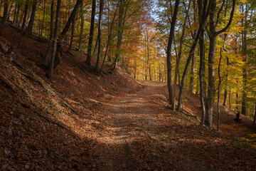 Natural autumn park backgorund, fresh yellow background with tree