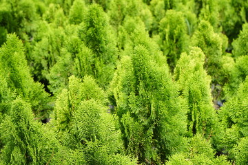 Green leaf of pine tree background.