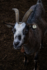 close up goat serious look