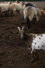 Obraz premium Goat is looking very weirdly at me