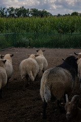 Sheep are shy of camera