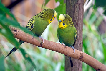 Ein Wellensittich ( Melopsittacus undulatus )