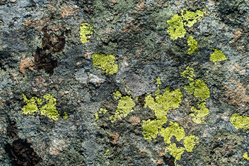 Moss and lichen on rocks in the mountains. Flora of the Carpathians. Yellowed grass in autumn. Moss, fungus on a stone close-up.