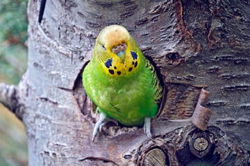 Ein Wellensittich ( Melopsittacus undulatus )