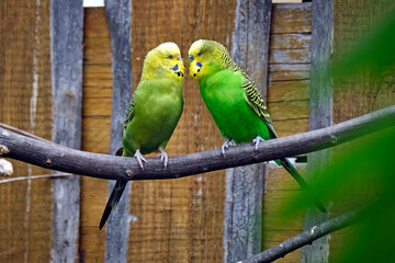 Ein Wellensittich ( Melopsittacus undulatus )