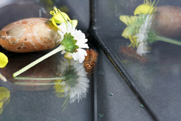 Closeup shot of a flower and centipede reflected on a mirror