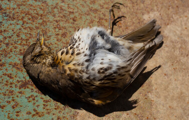 Song thrush - Turdus philomelos. Dead bird. Environmental disaster.