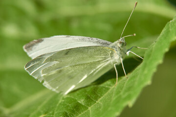 White butterfly (Pieridae) with antenna-like feelers, green plant leaf, macro. Germany.