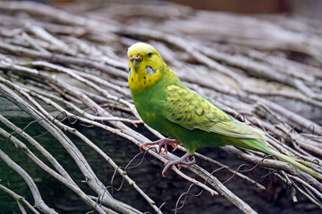 Ein Wellensittich ( Melopsittacus undulatus )